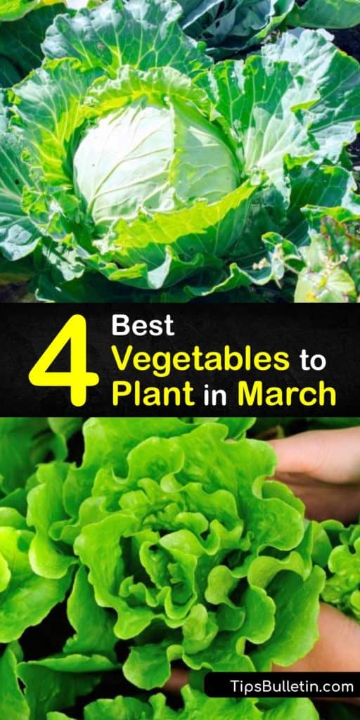Read about which cool-season vegetables we recommend growing in March. Whether growing in the garden or planning on transplanting, March is the perfect time to grow turnips, shallots, chives, and artichoke. #vegetables #march #spring #planting