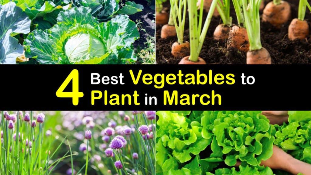 Vegetables to Plant in March titleimg1