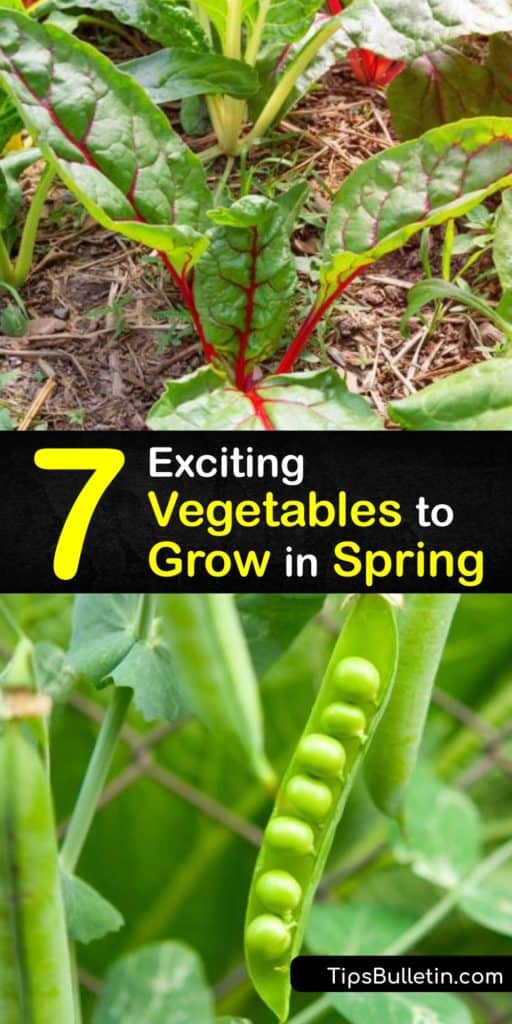 Find out which cool weather vegetables we recommend you sow this spring to make the most out of your growing season. Fill your days tending to your garden full of delicious spring veggies like collards, turnips, and Brussels sprouts. #spring #vegetables #garden #growing
