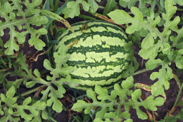 Watermelon is surprisingly easy to grow.