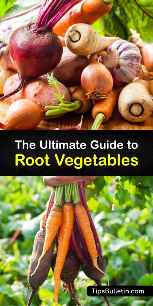 Discover what root vegetables are and which ones are the healthiest. There are many types of tubers, such as radishes, rutabagas, yams, sweet potatoes. Some have more carbohydrates, while others are packed with antioxidants. #vegetables #root