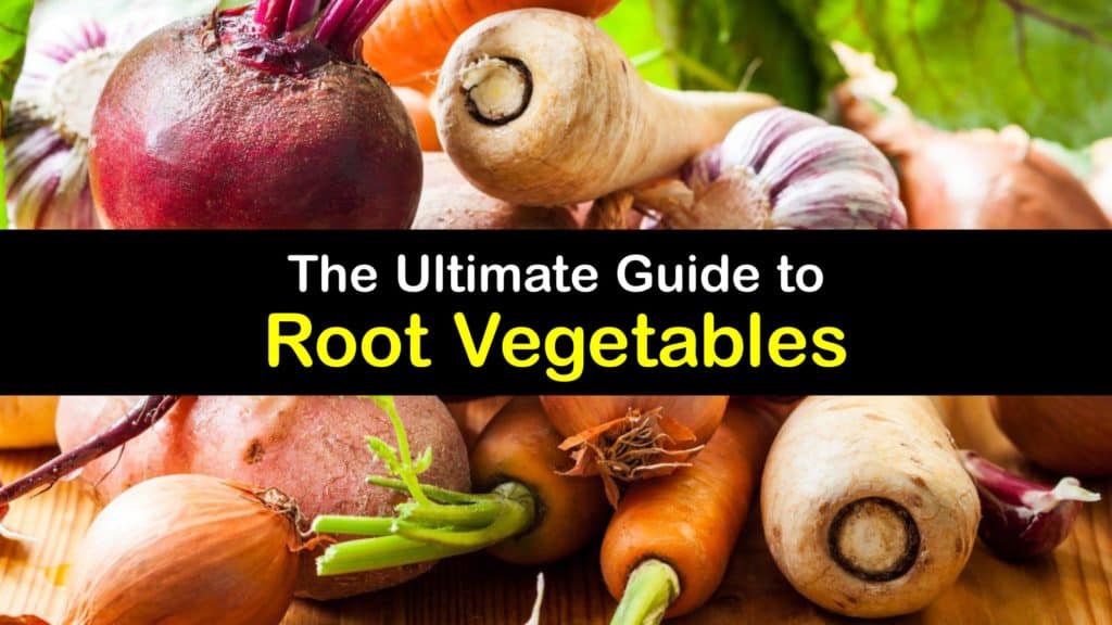 What are Root Vegetables titleimg1