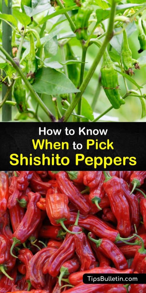 Learn how to grow and when to pick shishito peppers from your own garden. These Japanese peppers are popular as an appetizer and in Asian dishes, but they are not readily available at your local farmers markets, and growing them at home is easy. #when #harvest #shishito #peppers