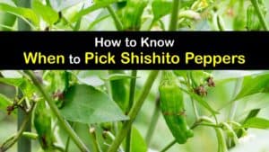 When to Pick Shishito Peppers titleimg1