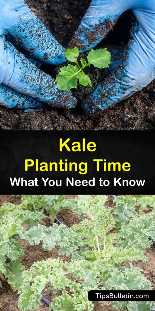 Discover when to grow kale plants indoors and in a full sun garden or patio pot. Kale (Brassica oleracea) is easy to grow outside after the last frost date as long as you give your plants proper care and watch for pests like aphids and cabbage worms. #planting #when #kale