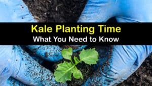 When to Plant Kale titleimg1