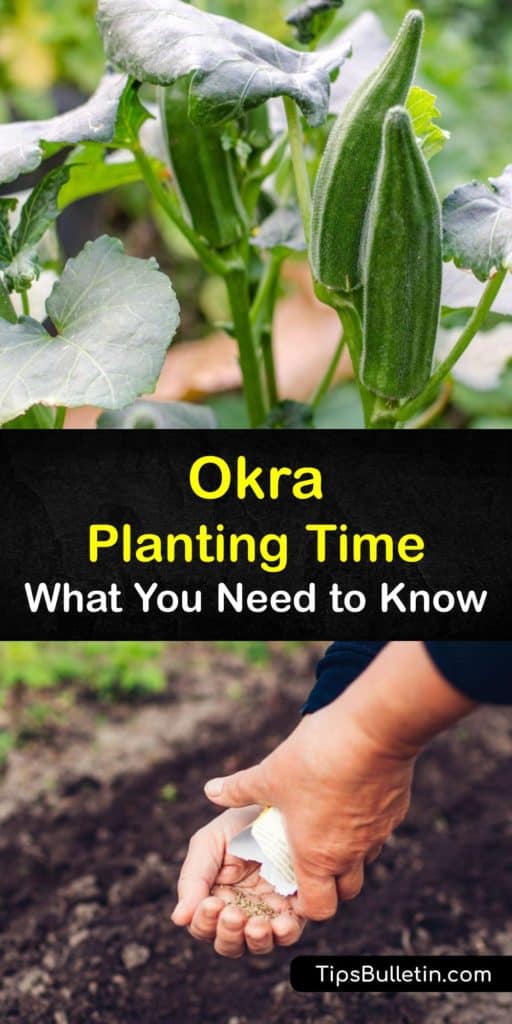Discover how and when to grow okra (Abelmoschus esculentus) and enjoy a fresh crop for making gumbo and other recipes. Give the plants proper spacing and keep an eye out for aphids and corn earworms, and okra plants reward you with tasty pods at the end of the season. #time #planting #okra #growing