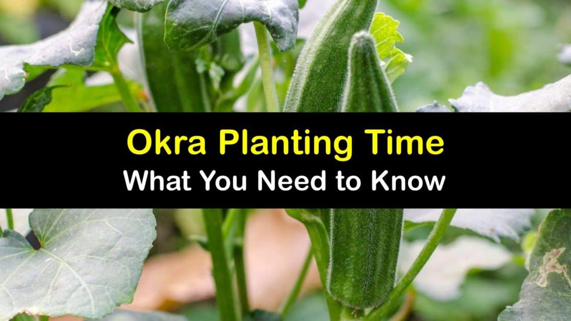 Okra Growing Awesome Guide for the Best Time to Plant Okra