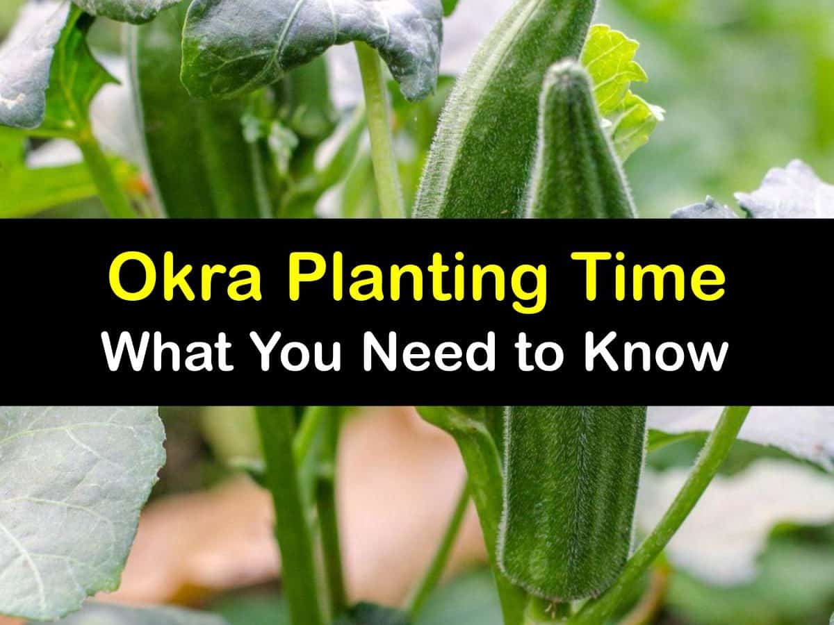 Okra Growing - Awesome Guide for the Best Time to Plant Okra