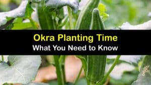 When to Plant Okra titleimg1