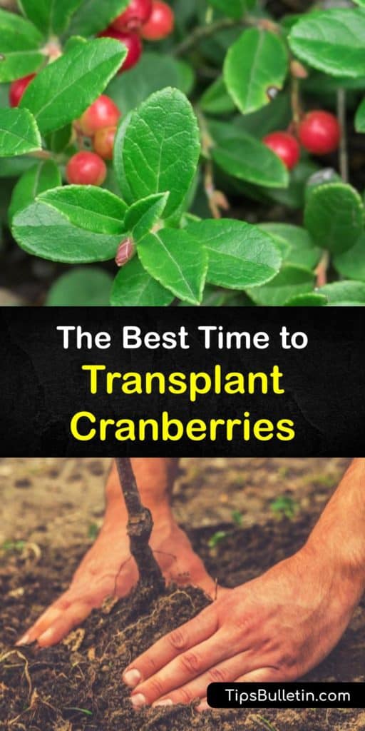 Discover how to grow cranberries by transplanting cuttings with the proper spacing in the right USDA zone. Cranberry plants require full sun and spreading mulch, or peat moss retains necessary moisture while preventing weeds. #transplant #cranberries