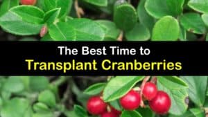 When to Transplant Cranberries titleimg1