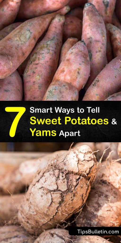 Uncover the key differences between true yams from African countries and orange flesh sweet potatoes and why they are called the same thing at the grocery store. Find recipe ideas for these tasty tubers.#yams #sweet #potatoes