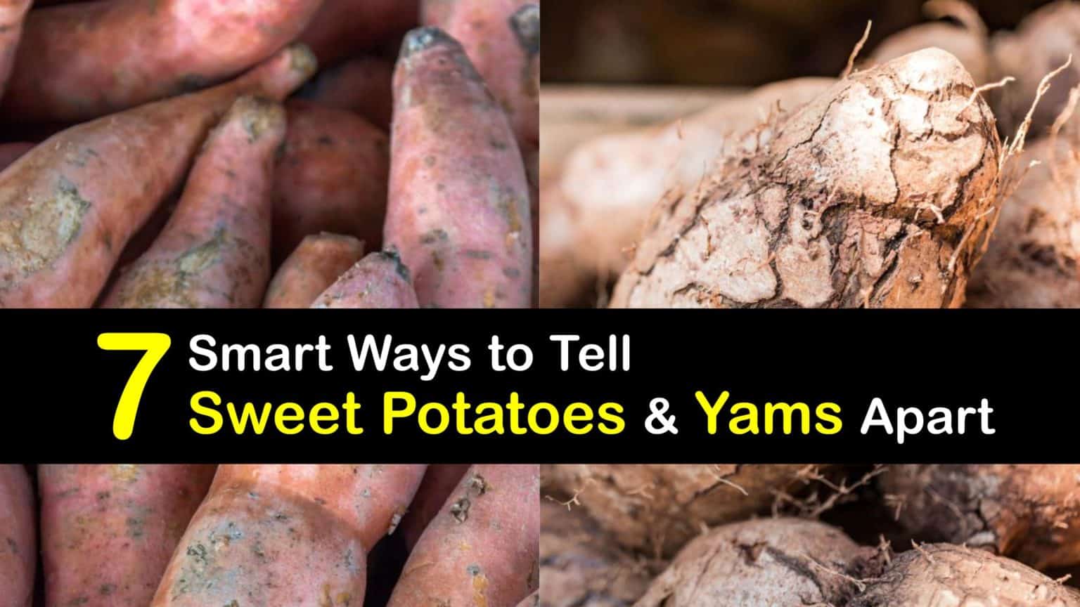 Are Yams and Sweet Potatoes the Same