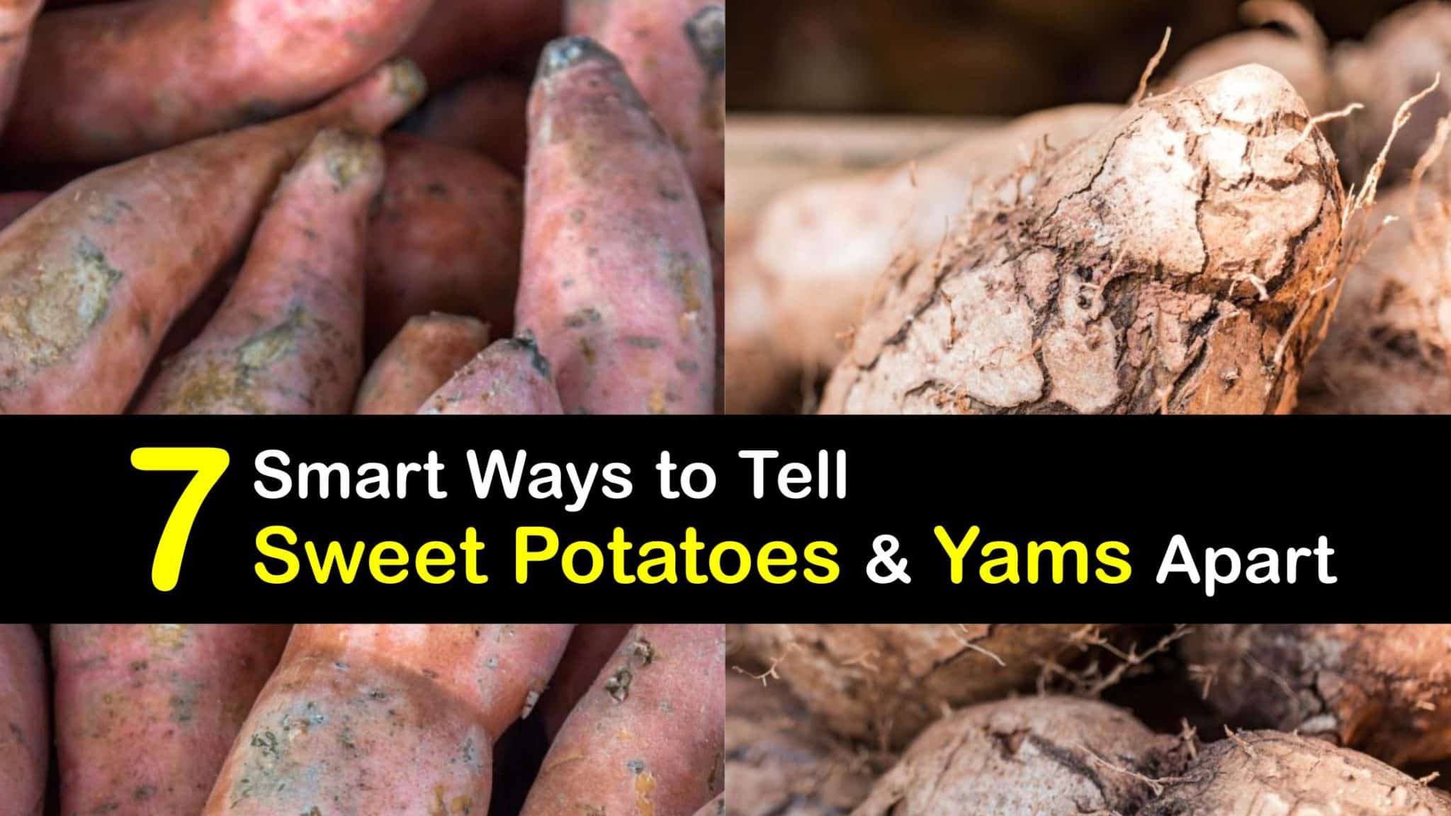 Are Yams and Sweet Potatoes the Same