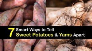 Yams vs Sweet Potatoes titleimg1