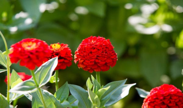 Butterflies and bees love zinnias.