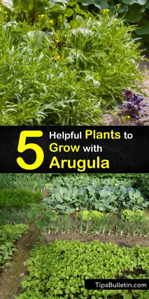 Learn tips and tricks to save your vegetable garden from aphids and flea beetles. Discover how companion plants like nasturtiums work to benefit other vegetation, plus many more easy ways to get maximum garden productivity. Protect your chard and kohlrabi this year. #plants #arugula #companion