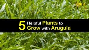 Arugula Companion Plants titleimg1