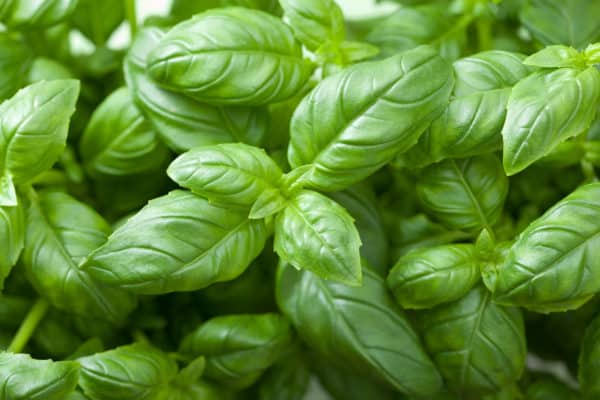 Repel squash bugs and other insects by planting basil nearby.