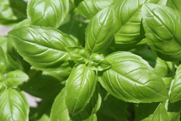Basil is a great companion for many plants.