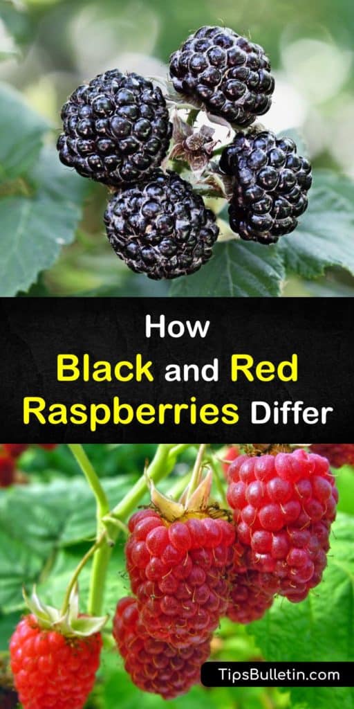 Discover some of the biggest differences between two wild berries and how their antioxidant, anthocyanins, and vitamin C levels give us health benefits. Plus, learn how these raspberry fruit brambles only grow in specific USDA growing zones and states like Oregon. #black #red #raspberry
