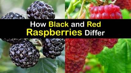 Red Raspberry and Black Raspberry Bushes - Are They the Same