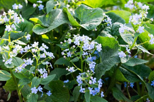 Repel squash bugs with borage plants.