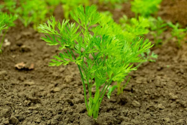 Carrots are members of the apiaceae family.