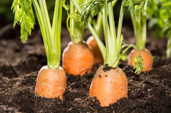 Carrots are a good ground cherry companion plant.