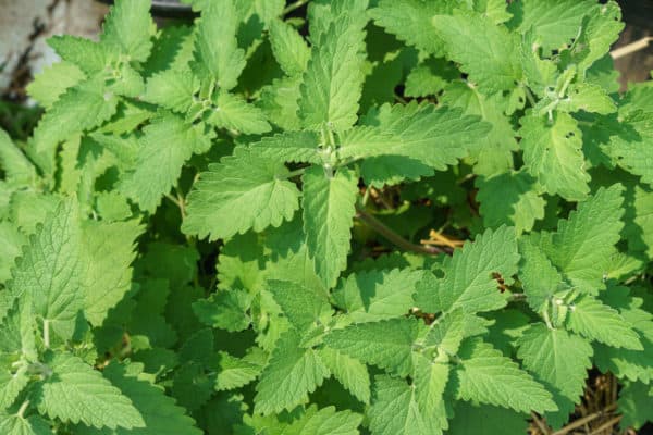 Humans and cats enjoy catnip.