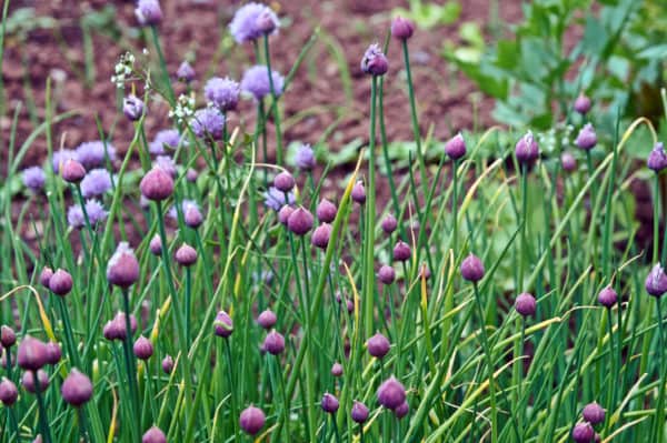 Chives work well for repelling squash bugs and other insects.