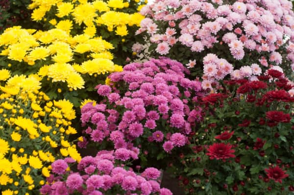 Chrysanthemums are the perfect natural insecticide.