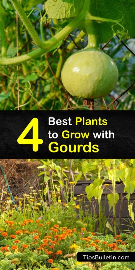 Become the master of the growing season by learning about companion plants. Turn marigolds, turnips, and chives into powerful companions for your gourds and keep pests like aphids away while helping your gourds grow. #gourds #companion #planting #gardening