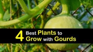 Companion Planting Gourds titleimg1