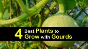 Companion Planting Gourds titleimg1