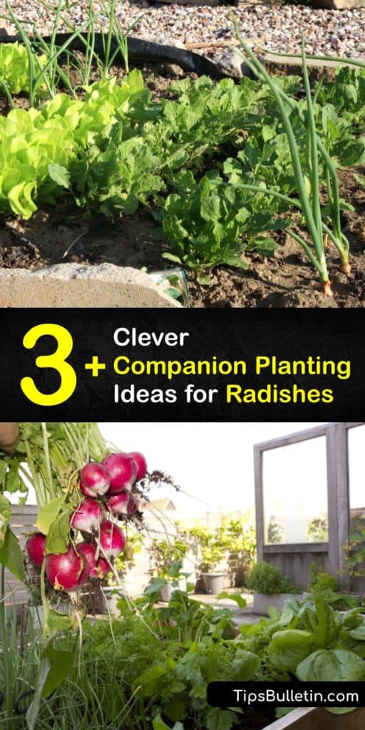 Learn how to companion plant radishes with other veggies, herbs, and flowers for healthy production at the end of the season. Radishes love growing with marigolds, parsnips, borage, and nasturtiums, while hyssop is not compatible with radishes. #companion #radishes #plants