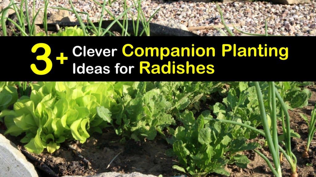 Companion Planting Radishes titleimg1
