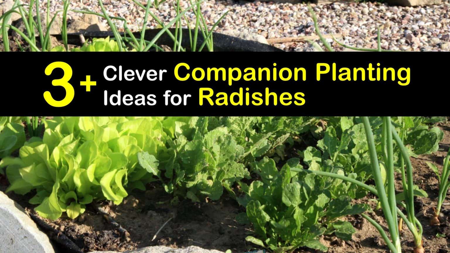 Radish Plant Companions Plants that Grow Well with Radishes