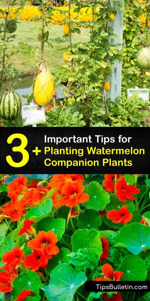 What do marigolds, nasturtium, oregano, and radishes have in common? They all make excellent companion plants for your watermelon. Maximize the productivity of your garden by planting the right arrangement of plants. #watermelon #companion #planting