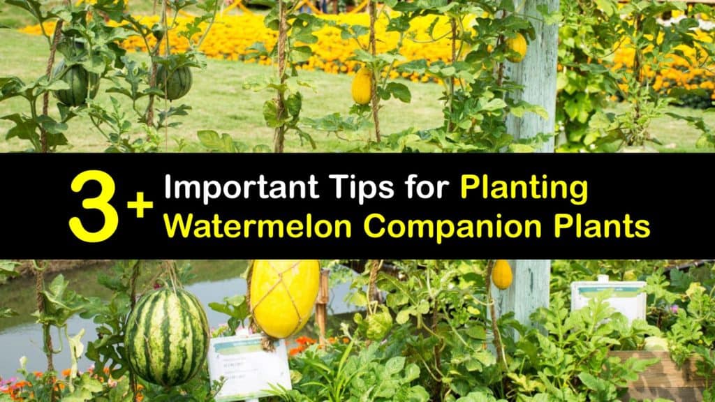 Companion Planting for Watermelon titleimg1