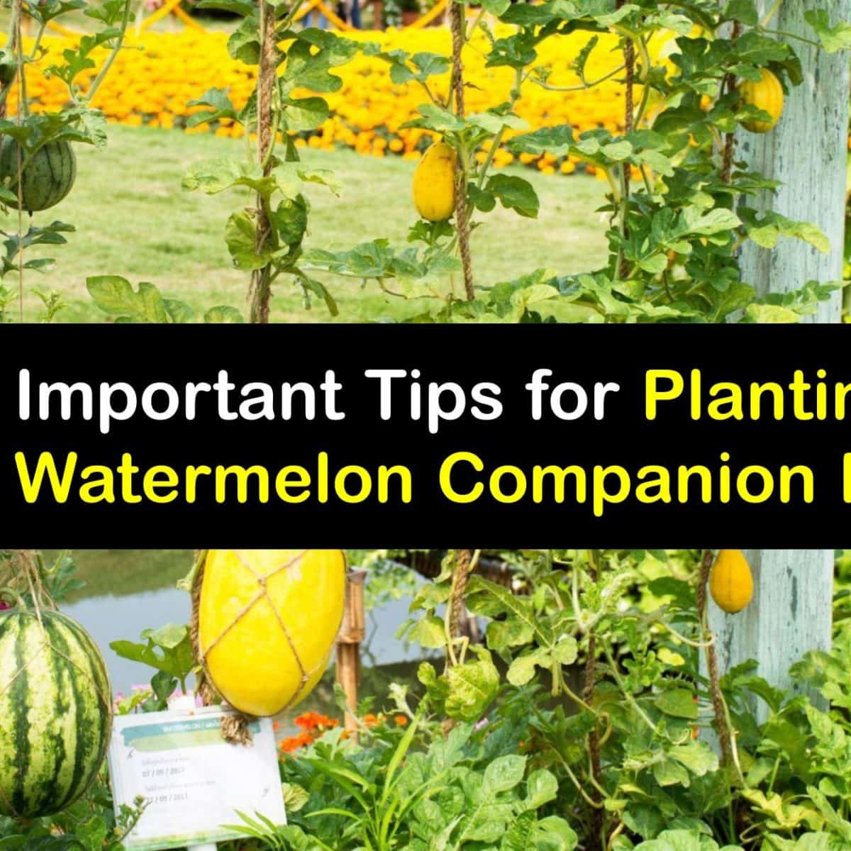 Image of Marigolds companion plant for watermelon and cantaloupe