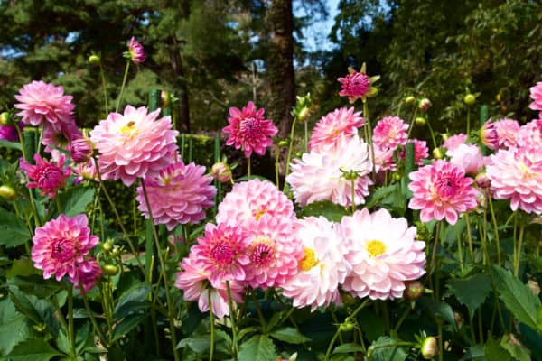 Repel unwanted bugs in the garden with dahlias.