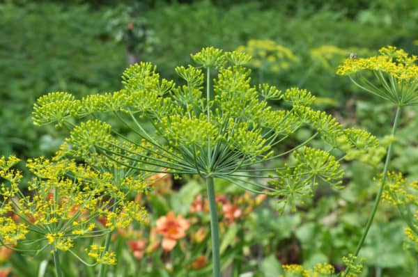 Dill attracts natural predators to the garden.