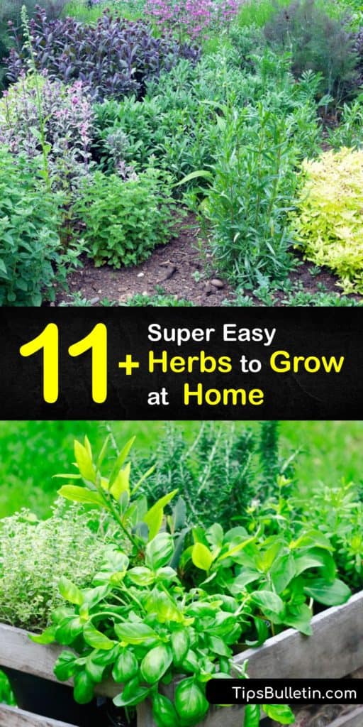 Discover how to grow herbs at home as houseplants and use fresh herbs to make a homemade herb blend. An herb garden is simple to grow as long as you choose easy-growing herbs like basil, chives, or mint and grow them outside in full sun or on a sunny windowsill. #herbs #easy #growing