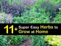 Easiest Herbs to Grow in Your Garden titleimg1