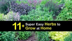 Easiest Herbs to Grow in Your Garden titleimg1