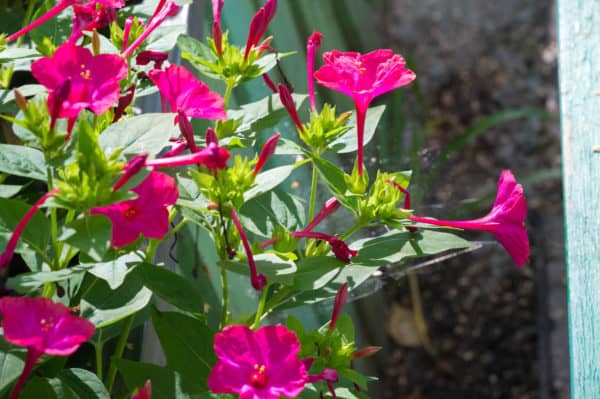 Plant four o'clocks to repel bugs like the squash beetle.