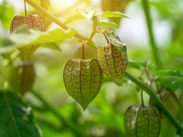 Ground cherry companions benefit the plants.