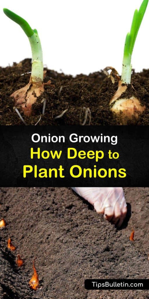Learn how to plant onions with the proper depth and spacing and give them care through the growing season. Short-day onion sets form bulbs when the day is ten to twelve hours long, and long-day types require fourteen to sixteen hours of sun for bulbing. #planting #onions #depth